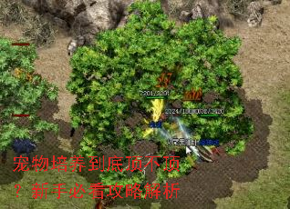 宠物培养到底顶不顶?新手必看攻略解析 宠物培养到底顶不顶?新手必看攻略解析