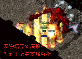 宠物培养到底顶不顶?新手必看攻略解析 宠物培养到底顶不顶?新手必看攻略解析