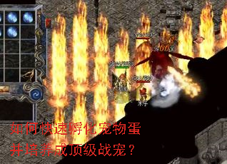 如何快速孵化宠物蛋并培养成顶级战宠? 如何快速孵化宠物蛋并培养成顶级战宠?